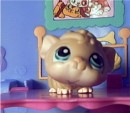 Guinny * Guinny loves to run around the Biggest Littlest Pet Shop. * 552 x 480 * (35KB)