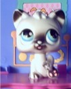 Kiekachoo * Kiekachoo loves to lick her paw. * 386 x 480 * (25KB)