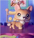 Pinky * Pinky loves to play with his leash. * 432 x 480 * (31KB)